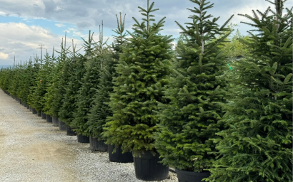 Abies nordmanniana